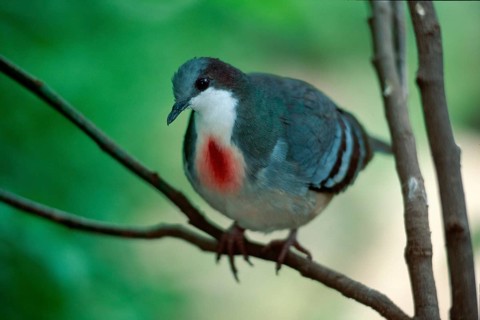 Luzon Bleeding Heart Pigeon (Gallicolumba luzonica), Australia, Oceania