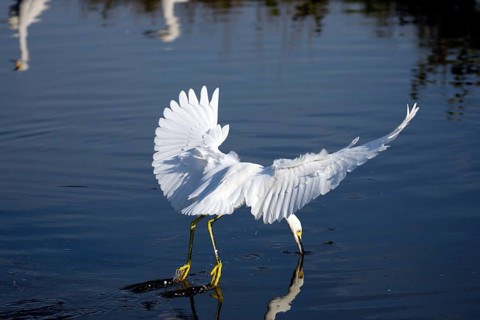 Snowy egret (Egretta thula), Merrit, Heron, Iceland, USA, Europe