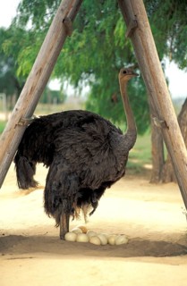 South african ostrich (Struthio camelus australis), female at nest, ostrich farm, Oudtshoorn, South