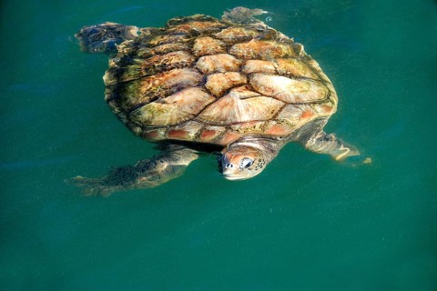 Green Turtle (Chelonia mydas), Grand Cayman, Cayman Islands, North America
