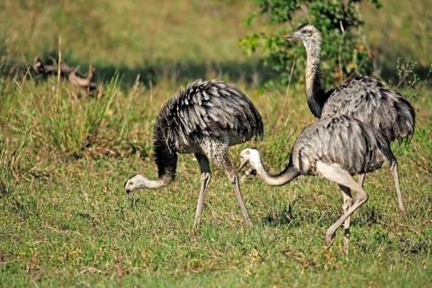 Greater rhea (Rhea americana), Pantanal, Brazil, South America