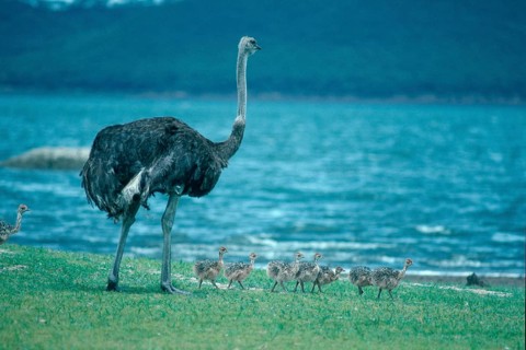 South (Struthio camelus australis) African Ostrichs, female with chicks, Kruger national park,