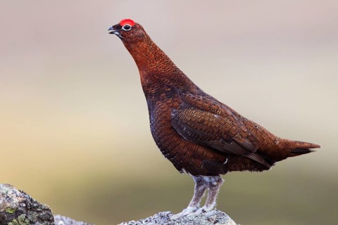 Red Grouse ( Lagopus lagopus scoticus) , side, Cairngorms National Park, Scotland, United Kingdom,