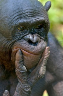Bonobo (Pan paniscus), portrait, Lola ya Bonobo Sanctuary, Kimwenza, Mont Ngafula, Kinshasa,