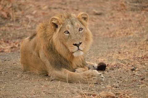 Asiatic Lion (Panthera leo persica), male, Gir Forest National Park, Gir Sanctuary, Gujarat, India,