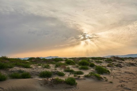 Beach "Platja del Fangar", Vegetation, nature reserve, ebro delta, Catalonia, Spain, Europe