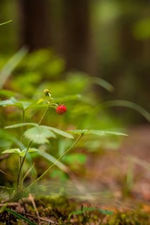 Small forest strawberries, Black Forest, Germany, Europe