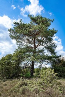 Scots pine (Pinus sylvestris), blue sky and white clouds, Lüneburger Heide, Lower Saxony, Germany,