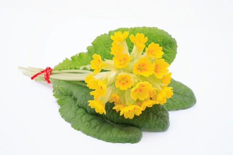 Common cowslip (Primula veris), is a species of plant from the genus Primula, medicinal plant,