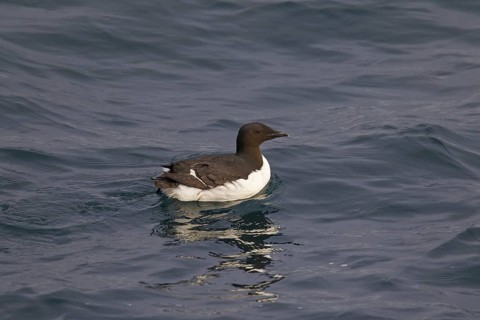 Thick-billed murre (Uria lomvia), Brünnich's guillemot swimming in sea, native to the sub-polar