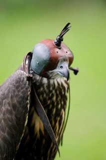 Gerfalcon x Saker falcon hybrid (Falco rusticolus x Falco cherrug), hawk with falcon bonnet,