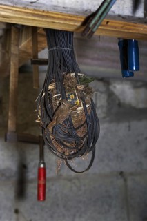 Eurasian Wren (Troglodytes troglodytes) feeding hatchlings in nest made in tangled electric wire in