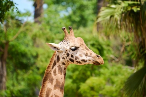 Reticulated giraffe (Giraffa camelopardalis reticulata), portrait, captive, distribution africa