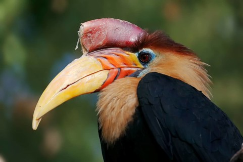 Helmeted Hornbill (Rhyticeros cassidix), male, captive, occurrence in Asia