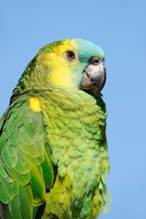 Orange-winged amazon (Amazona amazonica), portrait, captive, occurrence in South America