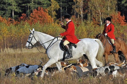 Hunters on horseback with pack of hounds during drag hunting, Belgium, Europe