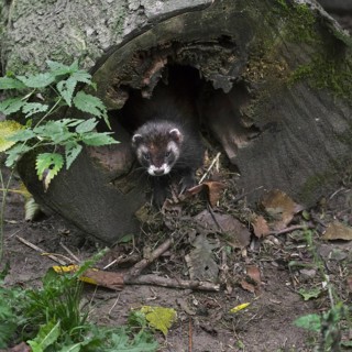 European polecat (Mustela putorius) pulling in dry bedding material such as grass and dead leaves
