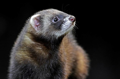 European polecat (Mustela putorius) close up