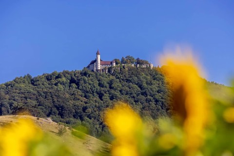 Teck Castle, Swabian Alb, sunflowers (Helianthus annuus), Owen, Baden-Württemberg, Germany, Europe