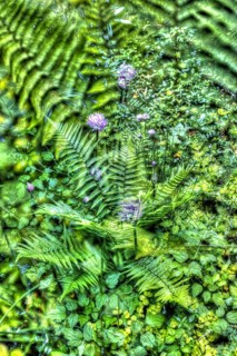 Oil painting, shield fern (Polystichum), flowers creative, different plants mixed, artistic shot,