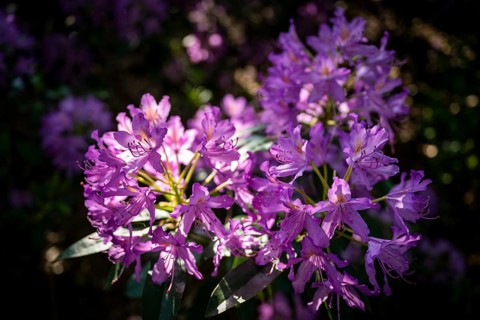 Rhododendron flowers (Rhododendron Homer), Royal Botanic Gardens, Kew, London, England, Great