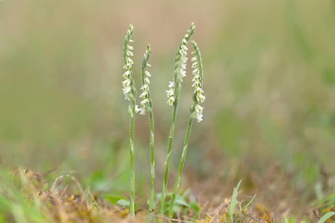 Autumn lady's-tresses (Spiranthes spiralis), flowering plant group, Hesse, Germany, Europe