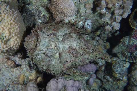 Reef stonefish (Synanceia verrucosa) from above, Shaab Mahmoud dive site, Sinai, Egypt, Red Sea,