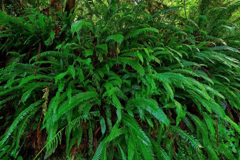 Giant ferns in temperate rainforest, Vancouver Island, British Columbia, Canada, North America