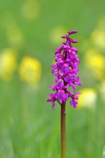 Man's orchid (Orchis mascula), inflorescence in a meadow with common cowslip (Primula veris),