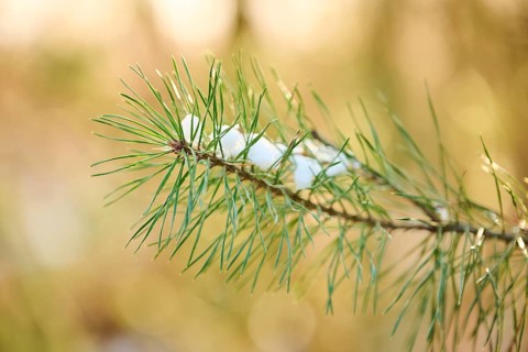 Scots pine (Pinus sylvestris) needles, branch, snow, detail, Upper Palatinate, Bavaria, Germany,