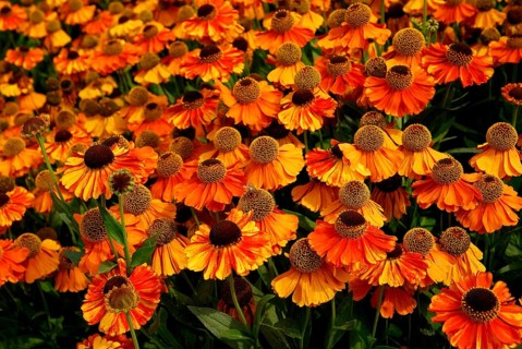 Sun Bride (Helenium hybrid)