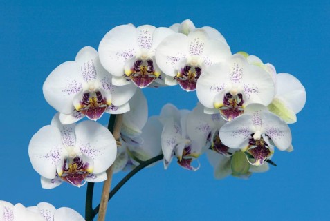 Orchid (Phalaenopsis), blossoms