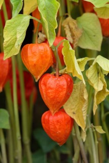 Japanese (Physalis alkekengi) Lanterns with fruits (Physalis franchetii), Chinese Lanterns