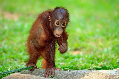 Orang-utan, young (Pongo pygmaeus)