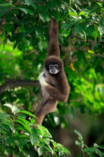 White-handed gibbon (Hylobates lar)