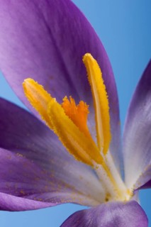 Woodland crocus (Crocus tommasinianus) close-up