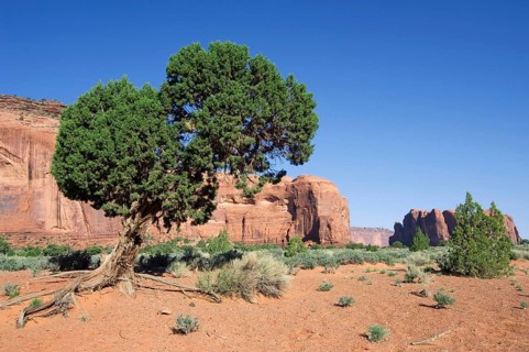 Arizona cypress (Cupressus arizonica) (Callitropsis arizonica) in Monument Valley Navajo Tribal