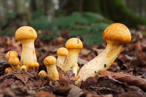 Golden scalycap (Pholiota aurivella) mushrooms