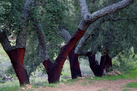 Cork Oak (Quercus suber), peeled trunks, Extremadura, Spain, Europe