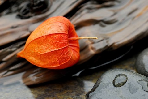 Bladder cherry (Physalis alkekengi), Fruit (Physalis franchetii), Judas cherry, Bubble cherry