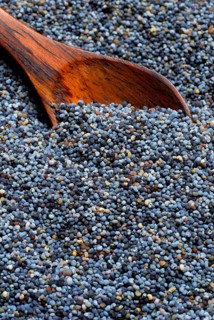 Opium poppy (Papaver somniferum) seed, seed, poppy seed, poppy seed, edible poppy
