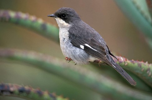Fiscal Flycatcher, Addo Elephant national park, South Africa (Sigelus silens)