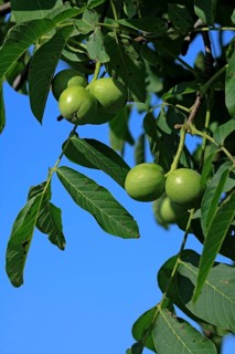 Walnut fruits on tree, Germany (Juglans regia)
