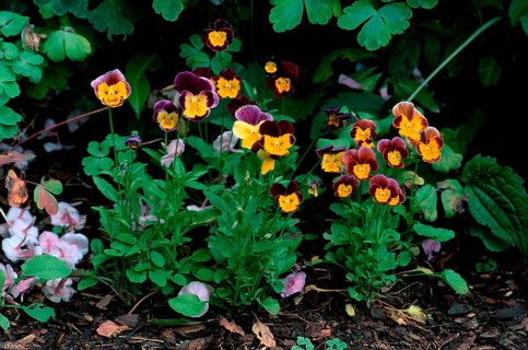 Horned pansy (Viola cornuta)