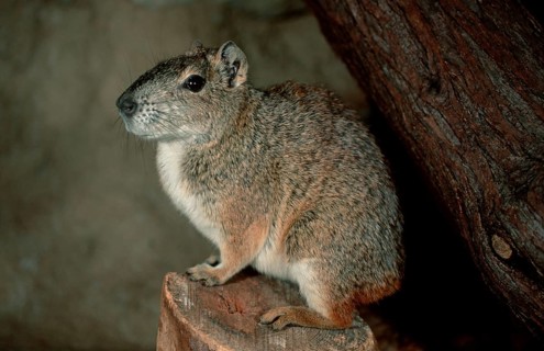 Rock Cavy (Kerodon rupestris), side