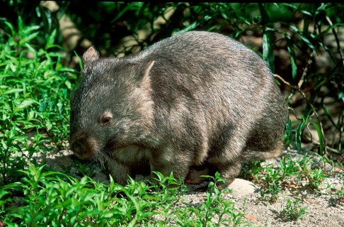 Common Wombat (Vombatus ursinus)