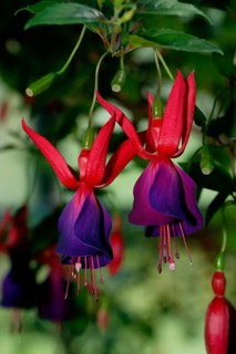 Fuchsia (Fuchsia hybride), fuchsia, flowers, plants, garden plant, ornamental plant, evening