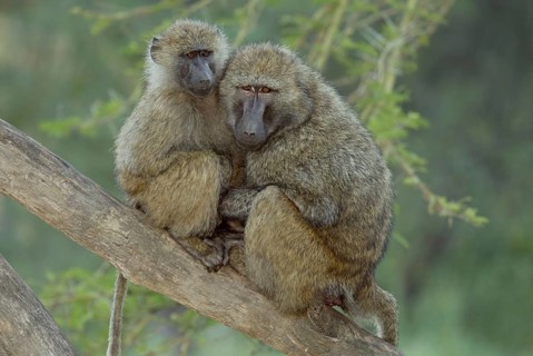 Olive baboon (Papio cynocephalus anubis), Nakuru National Park, Kenya, olive baboons (Papio