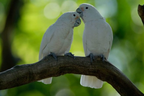 Goffin's Cockatoos, pair (Cacatua goffini), Goffinkakadus, Paar, Goffinkakadu