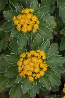 Silver and golden chrysanthemum (Chrysanthemum ajania pacifica)